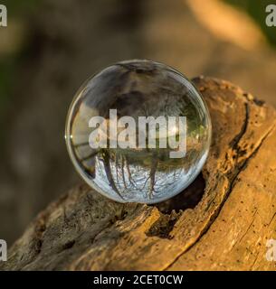 Cristal, lentille, boule de photo sur la mousse dans la forêt, bois, bluebell bois montrant l'image réfléchie et grossie à l'envers Banque D'Images
