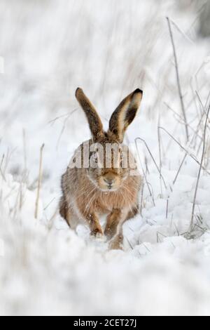 Lièvre brun / lièvre européen / Feldhase (Lepus europaeus ) en hiver, la course / Breaking through snow, directement vers le photographe, frontal tourné, Banque D'Images