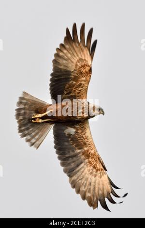 Western Marsh Harrier Rohrweihe / ( Circus aeruginosus ), adulte, mâle en vol, silhouette, vue de bas en haut, de la faune, des Pays-Bas, de l'Europe. Banque D'Images