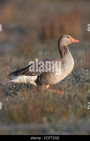 Oie cendrée Anser anser / Graugans ( ), l'un des profils, marchant à travers les sauvages, dans l'habitat typique, tôt le matin, la lumière, la faune, l'Europe. Banque D'Images