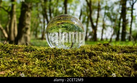 Cristal, lentille, boule de photo sur la mousse dans la forêt, bois, bluebell bois montrant l'image réfléchie et grossie à l'envers Banque D'Images