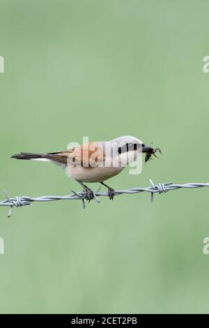 Shrike à dos rouge / Neuntoeter ( Lanius collurio ), mâle avec une proie dans son bec, succès de chasse, perché sur un fil barbelé, fond vert mou, sauvage Banque D'Images