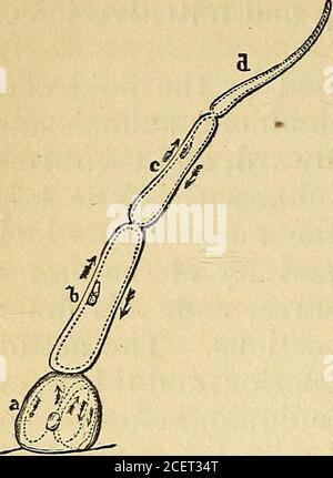 . Un livre-texte sur la physiologie : pour l'utilisation des écoles et des collèges : être une version abrégée du travail plus vaste de l'auteur sur la physiologie humaine. Circulation dans les cellules végétales. 112 CIRCULATION CAPILLAIRE. Figure 42. une certaine affinité, mais, avec l'ac- complément de cette nutrition, l'affinité est à la fois perdue. Ainsi, par exemple, dans la circulation systémique, les parties à nourrir ont une certaine affinité pour le sang artériel; ils en prennent maintenant leurs buts exigent, et, thatdone, la relation cesse immédiatement; le sang, devient veineux, a des pertes sur eux, et est présédation. Nous pouvons le tolérer Banque D'Images