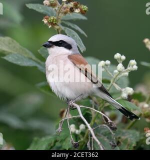Shrike à dos rouge ( Lanius collurio ), mâle adulte, perchée entre des mûres mûres, brousse, dans une brousse de mûre, au repos, à l'observation de la proie, W Banque D'Images
