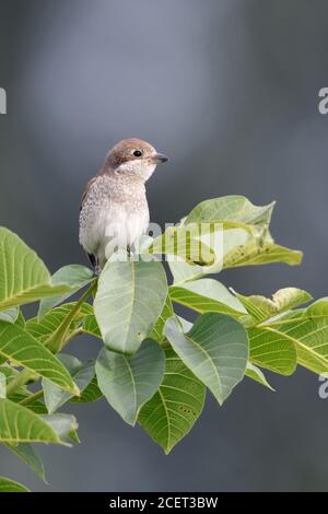 Shrike à dos rouge ( Lanius collurio ), femelle, perchée sur son point de vue au sommet d'une noix, à la recherche de proies, oiseau hedgerow, terre ouverte, faune, Europ Banque D'Images