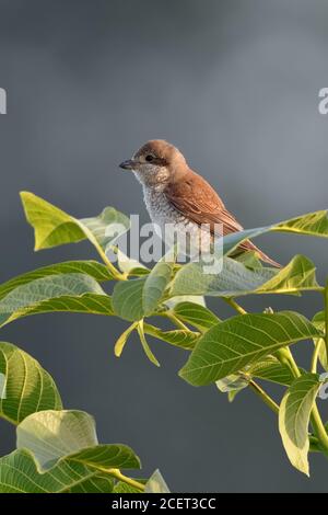 Shrike à dos rouge ( Lanius collurio ), femelle adulte perchée au-dessus d'un buisson de noyer, chasse, oiseau hedgerow, terrain ouvert, faune, Europe. Banque D'Images