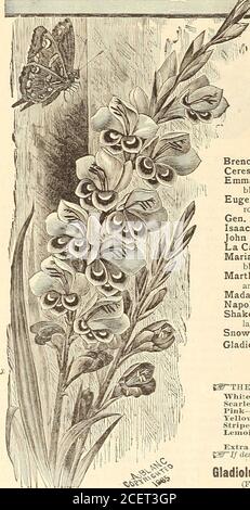 . WM. Elliott & Sons : 1893. ADIOLI. Un de nos ? ? Spécialités de Leliing. IjLALDIOLU^-Waged hMii$. La collection suivante comprend Jl^e Qream de tl^e Jorts en flame. Eacli. Brenchleyensis—scarlet-vermilion; ancienne variété fine; per doz.., 40c. 0 $ 05 Cérès—blanc pur, tacheté de rose violacé 05 Emma Thurby—sol blanc; bandes de carmin à travers les pétales; blotch sur la division inférieure 10 Eugene Scribe—fleurs très grandes et larges; rose tendre parfaite; rouge carmanite flambé; extra fine 05 Gén Sherman—Grand écarlate fin 05 Isaac Buchanan—jaune très fin. Per doz., 50c 05 John Bull—White, légèrement Banque D'Images