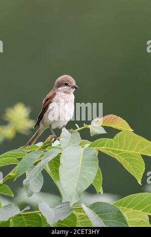 Shrike à dos rouge ( Lanius collurio ), femelle adulte perchée sur son point de vue au sommet d'un buisson de noyer, oiseau caractéristique de hedgerow de terres ouvertes, sauvage Banque D'Images