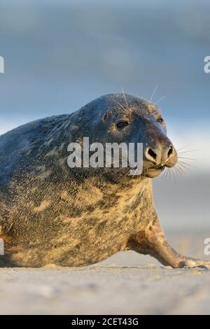 Le phoque gris ( Halichoerus grypus ), fort Bull, homme, de monter sur la plage, de la faune, de l'Europe. Banque D'Images