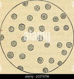 . Un livre de texte sur la physiologie : pour l'utilisation des écoles et des collèges : être une version abrégée du travail plus vaste de l'auteur sur la physiologie humaine. roma réfraction de la lumière due à la forme du disque et notto un noyau. Le sac de chaque disque est élastique, de sorte que cican soit gonflé par l'eau jusqu'à ce qu'il devienne convexe ou évenglobulaire, ou par immersion dans le sirup épais peut être madeto rétrécir, les effets découlant de l'infiltrationou exsudation endoosmotique à travers sa paroi. En passant par les capillaires fins au cours de la circulation, le puits, en raison de cette élasticité, peut faire son chemin à travers très diffus Banque D'Images