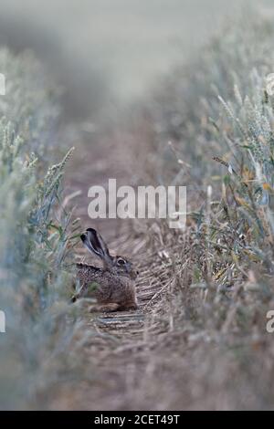 Lièvre brun / lièvre européen ( Lepus europaeus ) couché dans un champ de maïs, reposant sur une piste de tracteur, faune, Europe. Banque D'Images