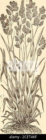 . WM. Elliott & Sons : 1893. 100, 6.00 $. ENSEMBLES DE RADIS À CHEVAL. Par doz.. Si cts.; 100, 60 cts.; 1,000, 5.00 $. LAITUE. Simpson maudra tôt. (Cadre froid.) Par 100, 1.00 $. Beurre aux graines noires. (Cadre froid.) Par 100, 1.00 $. Plantes à lit chaud, prêtes le 1er mai, à moitié au-dessus des taux. POIVRE. Grande cloche ou bec de bœuf. Ch. 10 cts.; le doz., 1.00 $; 100, 6.00 $.Sweet Mountain. Chacun, 10 cts.; par doz., 1.00 $; 100, 6.00 $. RACINES DE RHUBARBE. Les racines de Rhubard peuvent être plantées tôt au printemps ou à l'automne, en écartant les racines de 8 pieds dans chaque sens; si elles sont plantées au printemps sur le sol bien préparé, une récolte complète peut être au Gat Banque D'Images
