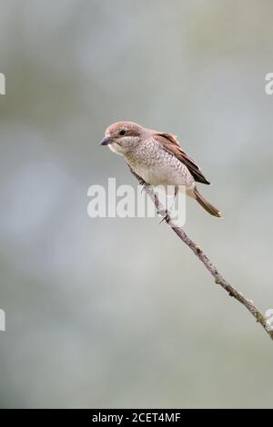 Shrike à dos rouge ( Lanius collurio ), femelle adulte, perchée au sommet d'une branche sèche, sur son point de vue, à la recherche de proies, de la faune, de l'Europe. Banque D'Images