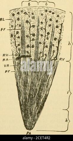 . Les bases de la physiologie, arrangées sous forme de questions et réponses, préparées spécialement pour les étudiants en médecine. Red.le tubule urinifère, cependant, est donné du Malpigianbody du côté opposé à celui où l'artère entersand le vaisseau efférent part. La capsule de Bowman, ou le début de l'uriniferoustule, peut être considérée comme un sac, dans lequel est sécrété le liquide par le tuft de Malpighien. Est le vaisseau efférent appelé une veine ?le vaisseau efférent après avoir quitté le corps malpighien forme un 86 PRINCIPES DE LA PHYSIOLOGIE HUMAINE, deuxième réseau capillaire, twis Banque D'Images