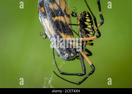 Une grande araignée de jardin jaune et ses épiderlings se régalent sur un papillon capturé. Raleigh, Caroline du Nord. Banque D'Images