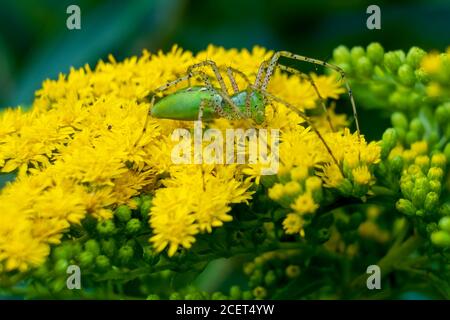 Une araignée de lynx verte (Peucetia viridans) perchée sur des fleurs de verge. Raleigh, Caroline du Nord. Banque D'Images