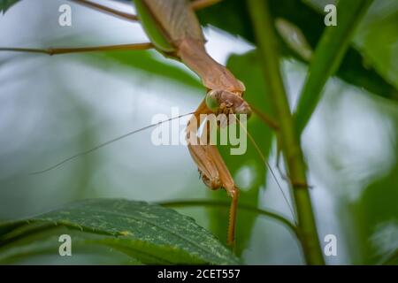 Un Mantis chinois attend patiemment une prière malheureuse pour se promener dans la plage. Banque D'Images