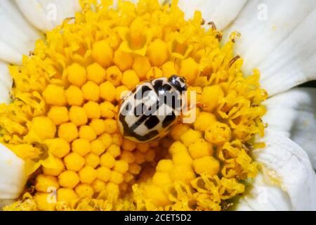 14 Pot coccybird (Propylea quattuordecimpunctata) Sussex Garden, Royaume-Uni Banque D'Images