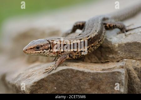 Lizard vivipare ( Zootoca vivipara ), lézard commun, rampant sur les rochers, en cours de réchauffement, tôt au printemps, belle vue détaillée, faune, Europe. Banque D'Images