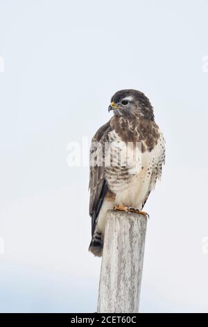 Buse variable / Maeusebussard ( Buteo buteo ) en hiver, perché sur un piquet de clôture, de la faune, de l'Europe. Banque D'Images