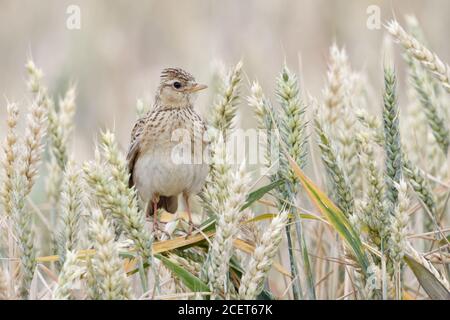 Skylark eurasien ( Alauda arvensis ) perchée dans un champ de blé presque mûr, crête élevée, oiseau de terre ouverte, belle vue frontale, faune, Europe. Banque D'Images