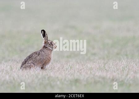 Lièvre brun / lièvre européen / Feldhase (Lepus europaeus ) en hiver, assis sur les herbages, la lumière de neige, la faune, l'Europe. Banque D'Images