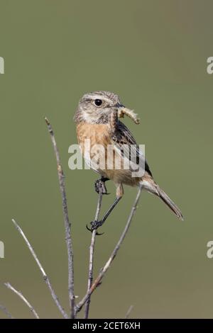 ( Saxicola torquata Stonechat européenne ), femme, perché au sommet d'un buisson, holding proie dans son bec, regardant autour, de la faune, de l'Europe. Banque D'Images