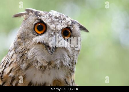 La hibou de l'aigle ( Bubo bubo ), la hibou de l'aigle eurasien, également appelée la hibou de l'aigle du Nord ou la hibou de l'aigle européen, adulte, plan de tête détaillé, semble drôle, vue frontale Banque D'Images