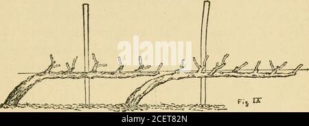 . L'élagage-livre; une monographie de l'élagage et de la formation des plantes comme appliqué aux conditions américaines. Décrit dans élagage-tête, et les sameprecunderesont nécessaires pour préserver la balanceet S3ninietry de la vigne et de maintenir le plus haut degré de fruité sans undulyexitustino: Il. 325. Troiuing cordons courts. Banque D'Images