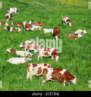 Troupeau de vaches Montbéliarde paissant dans un pâturage du plateau de Cezallier, Puy-de-Dôme, Auvergne, massif-Central, France Banque D'Images