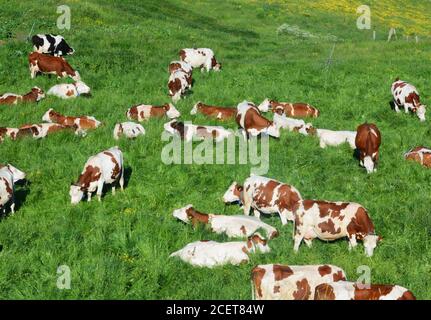 Troupeau de vaches Montbéliarde paissant dans un pâturage du plateau de Cezallier, Puy-de-Dôme, Auvergne, massif-Central, France Banque D'Images