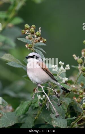 Shrike à dos rouge ( Lanius collurio ), mâle adulte, perchée entre des mûres mûres, brousse, dans une brousse de mûre, au repos, à l'observation de la proie, W Banque D'Images