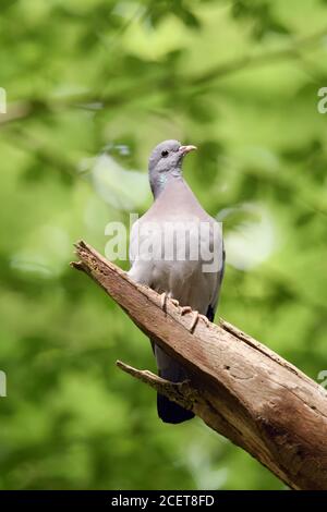 Pigeon colombin (Columba oenas ) perché dans un arbre dans les bois sous le feuillage des vieux hêtres, de la faune, de l'Europe. Banque D'Images