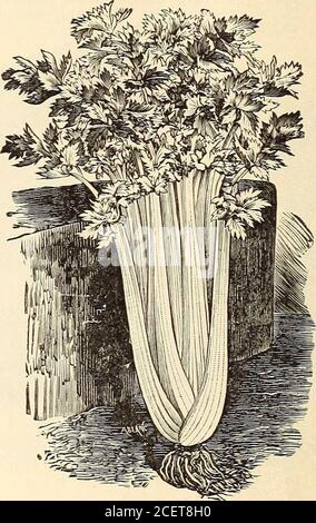 . WM. Elliott & Sons : 1893. Le sol. Lorsqu'il est bien blanchi, il est prêt à l'emploi. Pour l'hiver, il est généralement placé dans des tranchées, et. Recouvert de terre et de litière, orstockée dans des caves froides. Comparativement, peu de sols sont bien adaptés à la culture du céleri. Les sols riches et moelleux, d'une nature sableuse, sont les meilleurs ; tandis que les sols qui s'installent et deviennent endurcis par la pluie ne sont pas adaptés. La graine, étant très petite, devrait être couverte légèrement, et la terre fermement se présédrestait sur elle. Cœur doré, ou Dwarf doré. Très solide, de saveur exceltée, et l'un des meilleurs pour l'une ou l'autre à la maison ou à l'usage de marché. Par pkt, 5 cts ; oz, 25 cts Banque D'Images