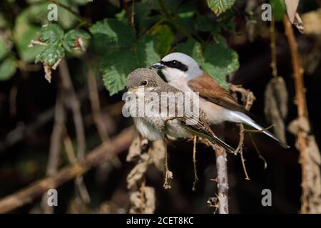 Shrike à dos rouge ( Lanius collurio ), homme adulte assis, perché, se cachant ensemble à côté de jeunes naissants dans le broussailles d'un brousse de mûres, sauvage Banque D'Images