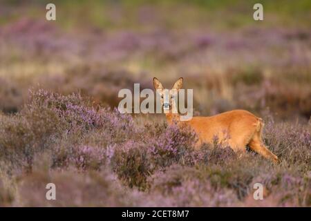 ROE Deer ( Capreolus capreolus ), femme, doe, debout dans la bruyère florissante violette, regardant attentivement, faune sauvage, Europe. Banque D'Images