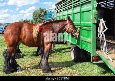 La Belgique, la Flandre, le Brabant Draft Horse est attaché à un véhicule de transport du bétail Banque D'Images