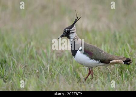 Le nord de sociable / Kiebitz Vanellus vanellus ( ), femelle adulte, se reposant dans une vaste prairie, environnement, faune, typique de l'Europe. Banque D'Images