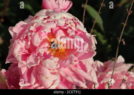 pivoine fleurie rose avec abeille Banque D'Images