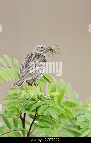 Meadow Pipit spioncelle Anthus pratensis ( ) perché sur la branche d'une bush, avec les proies dans son bec pour nourrir les poussins, la faune, l'Europe. Banque D'Images