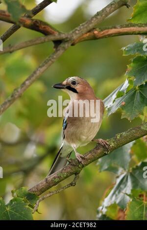 Eurasian Jay ( Garrulus glandarius ), perché dans un arbre, observant autour, très attentionné, d'oiseaux, de la faune de l'Europe. Banque D'Images