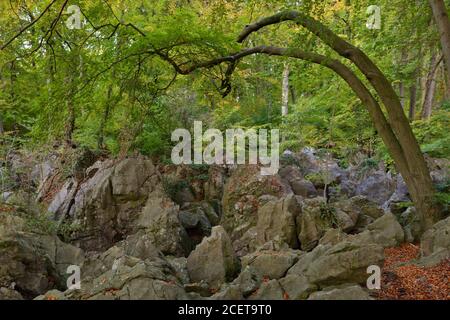 Felsenmeer, célèbre réserve naturelle, la mer des rochers, rock chaos de Hemer, un romantisme forêt de hêtres en automne, l'automne, l'Allemagne, l'Europe. Banque D'Images