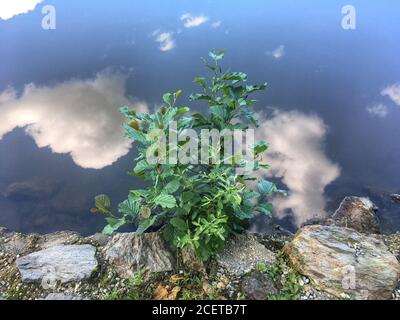 Lac de Bukovnisko, Prekmurje Banque D'Images