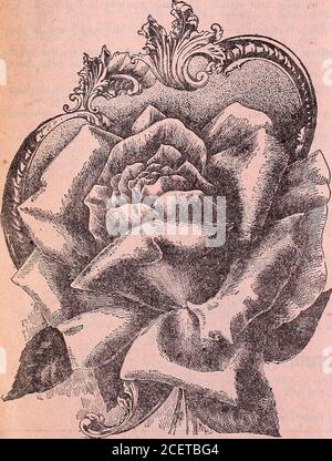 . Catalogue annuel 1906 / Otto Schwill & Co. Ebloomer. Femme d'honneur—d'après la mode de la demoiselle d'honneur, seulement de couleur darkerin. Marion pingee—les fleurs sont grandes; couleur profonde, brillant crim-son. , Mme Robert Garrett—bourgeons longs et pointés, à fleurs ouvertes et doubles; la couleur est rose tendre agréable; bon cultivateur. Marie Van Houtte—les fleurs sont très doubles et pleines; couleur jaune canari pâle, passant à blanc riche, crémeux, ombragée avec rose pâle. Malmaison—UNE rose très fine en effet; la couleur est une riche chair de craychair, ombragée dans un rouge paachy clair, avec un centre rose. Niphetos—les bourgeons sont très longs; couleur pure W Banque D'Images