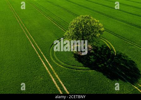 vue magnifique d'en haut sur un arbre solitaire dans un champ vert, lumière parfaite l'après-midi, ombres et couleurs Banque D'Images