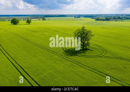 Paysage rural letton avec des arbres isolés au milieu de un champ agricole vert par beau temps Banque D'Images