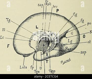 . Anatomie des centres nerveux ventriade ou leventricule de la cloison. Ce ventricule présente une origine embryon-naire épicée, puisquil se développe aux plumes de la scissure interhémi-sphérique, et il ne peut être effectué morphologique des autres ven- zone choroïdienne pe HIS. Pli marginal. Origine embryon-naire spéciale duventricule de la cloi-son. 120 ANATOMIE DES CENTRES NERVEUX. Tricules, qui se développe aux plumes des vésicules cérales.le ventricule de la cloison inexistant que chez lhomme; chez les autresmamifères, les Banque D'Images