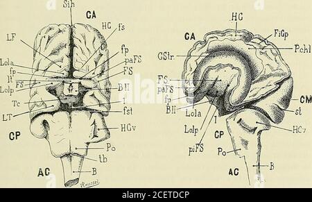. Anatomie des centres nerveux. Figure 4!. FIE. 48. Fig. 45, 46,47,48. — Encephale dun embryon humain denviron trois mois. (Dessiné daprès nature). — Fig. 45 et 46. Face externe droite et gauche. — Fig. 47. Encephale tu par la face inférée-rieure. — Fig. 48. Encephale vu par la face latérale gauche après ablation de la paroiexterne de la vésicule des hémisphères. CA, arrière-cerveau. — B, bulbe. — BU, bandelette optique. — CA, cereau antérieur. — cm, cerveaumoyen. — CP, cerveau supérieur. — CStr, corps strié. — FICP, face interne des circonvolutions céré-brales primitives. — fp, fissura prima. — Banque D'Images