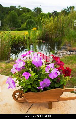 Jardinière de brouette en bois ornementale remplie de pétunias vivants dans un Jardin anglais au Royaume-Uni Banque D'Images