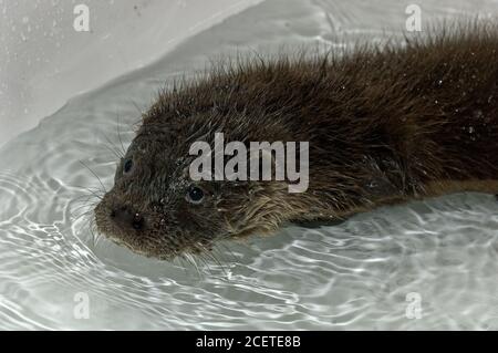 Cub de l'Otter eurasien (Lutra lutra) en soins au centre de sauvetage de la faune. Banque D'Images